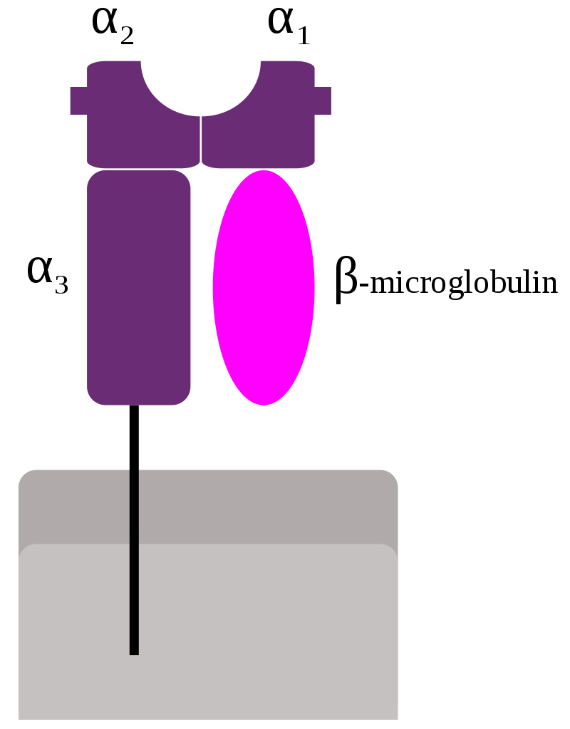 Schematic representation of Major Histocompatibility Complex (MHC) Class I molecule, consisting of three α-domains and one β2-microglobulin molecule. The peptide-binding groove is situated between domains α1 and α2.