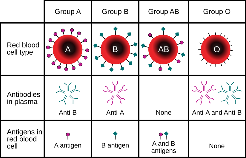 ABO blood groups