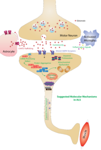 ALS Mechanisms.
