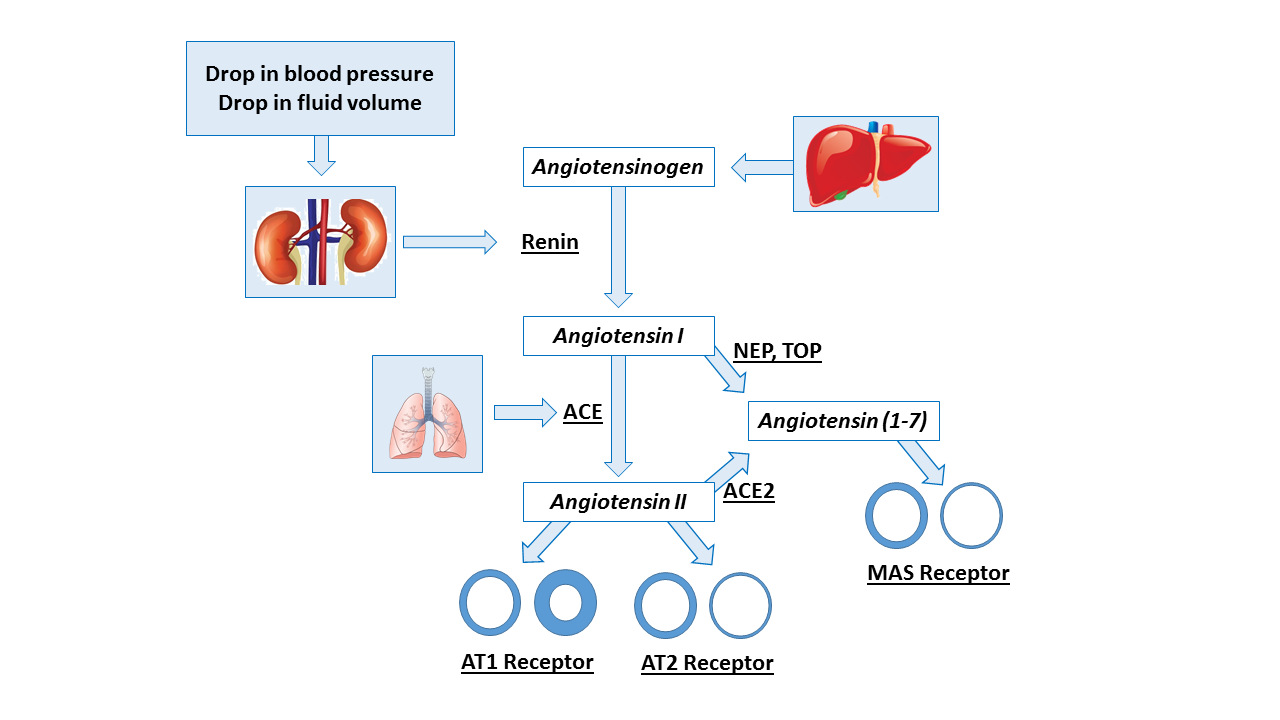 Angiotensin (1-7) synthesis pathway