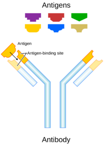 Structure of antibody molecule.