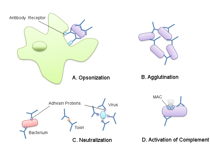 Antibody actions: opsonization, agglutination, neutralization, and activation of complement
