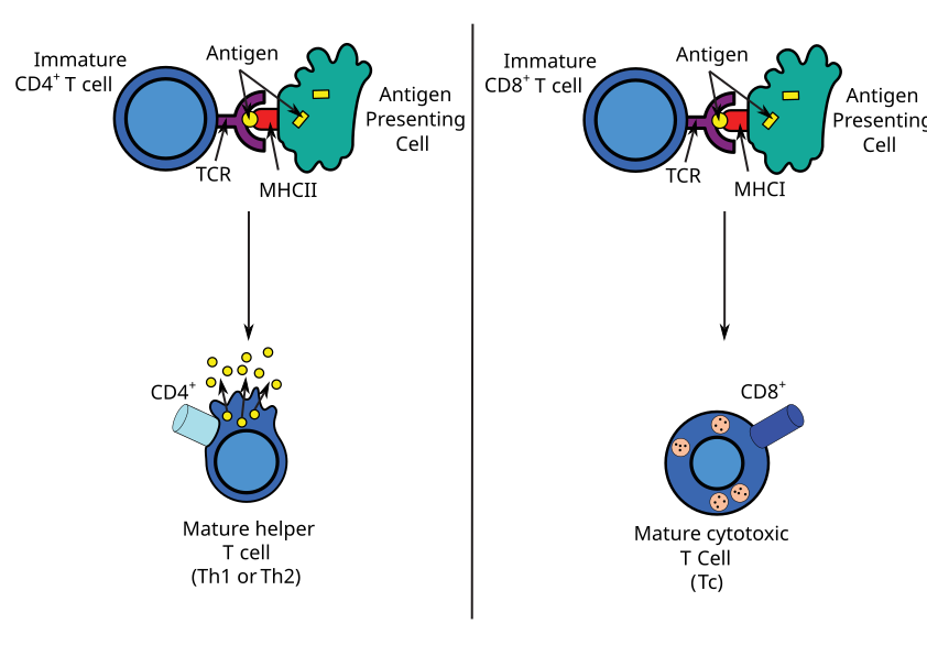 Activation of helper T and cytotoxic T cells