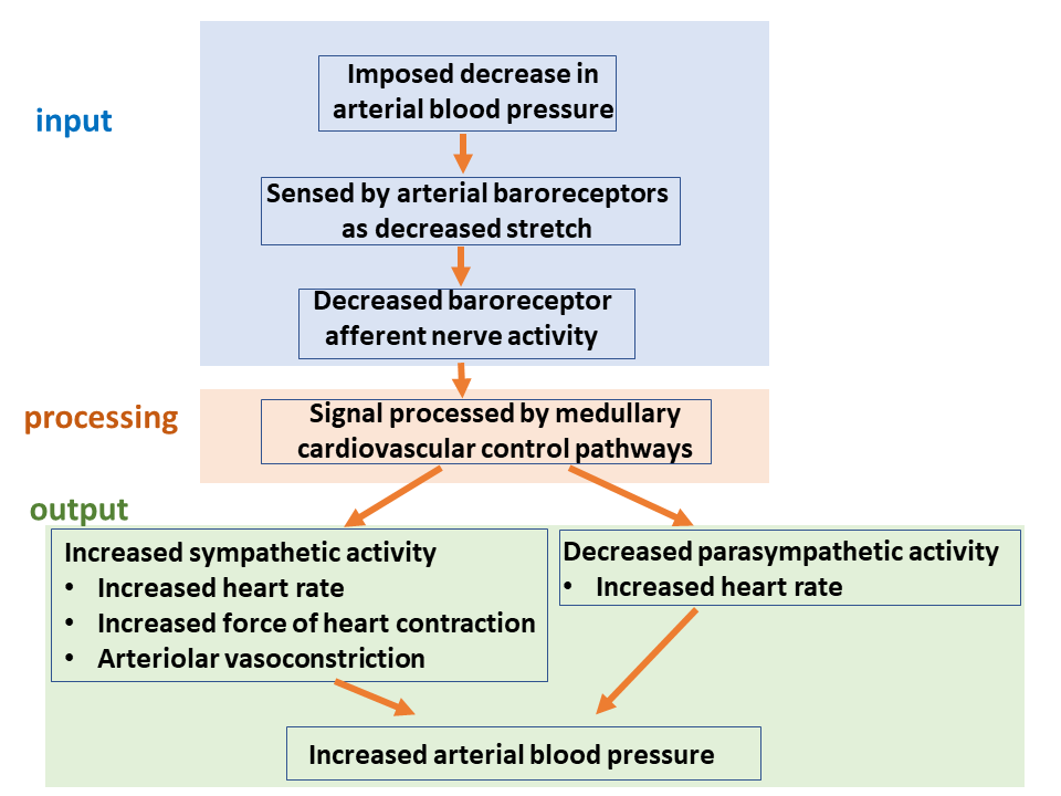 Baroreceptor Reflex Block Diagram