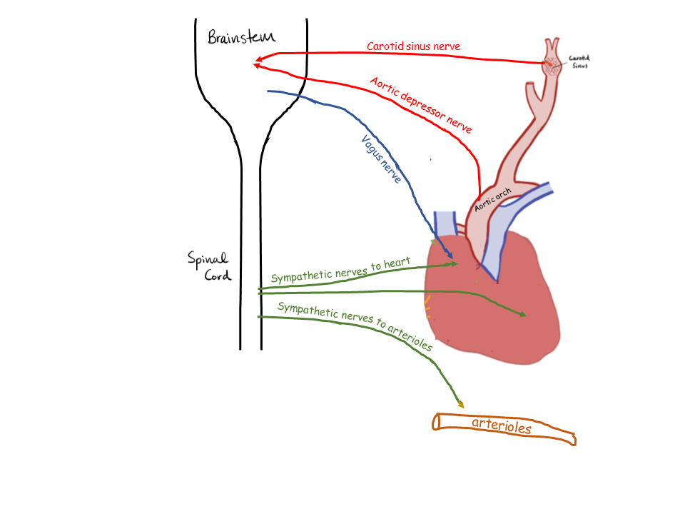 Baroreceptor Reflex Pathway