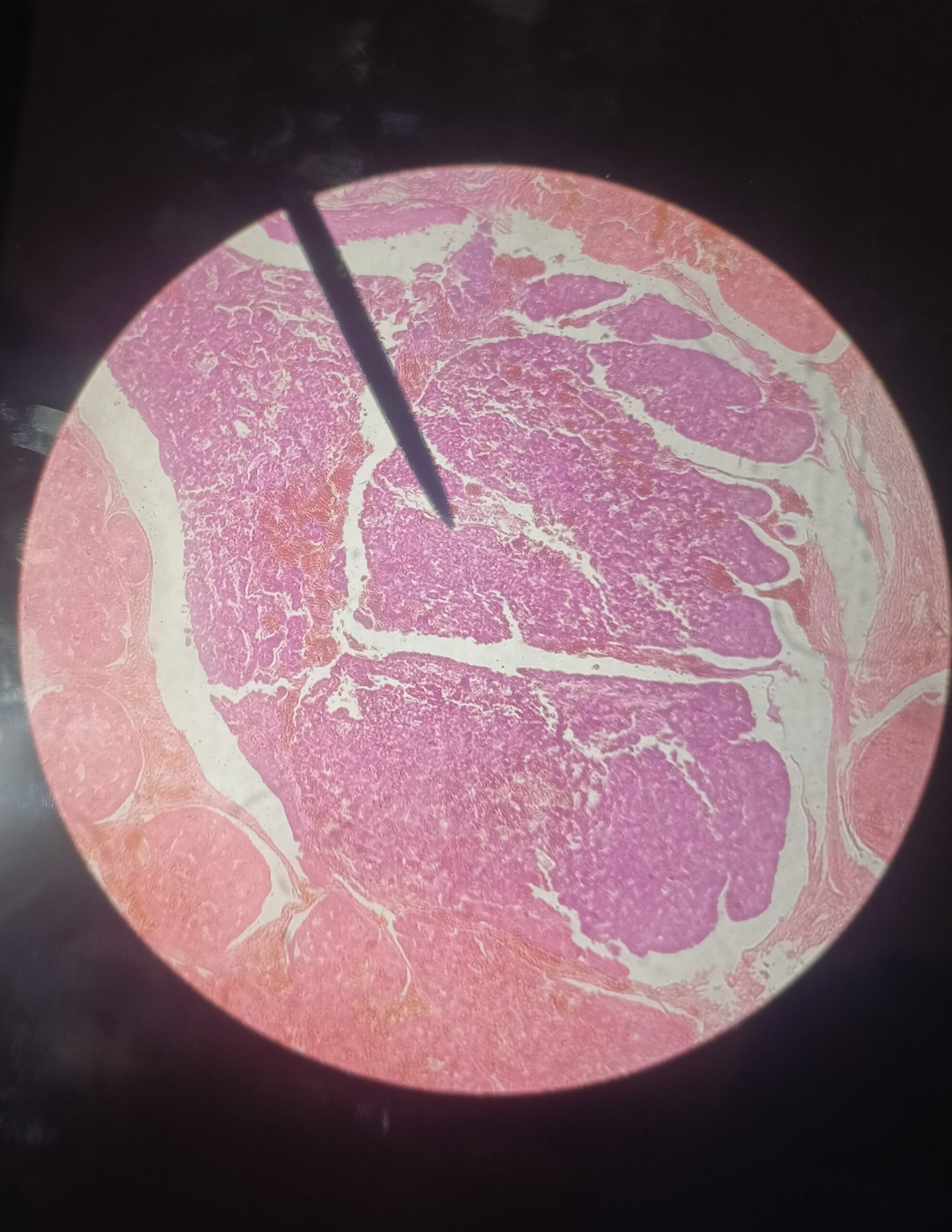 Image of a histological sample