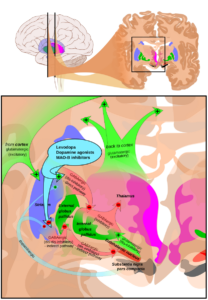 Basal ganglia in treatment of Parkinson's.