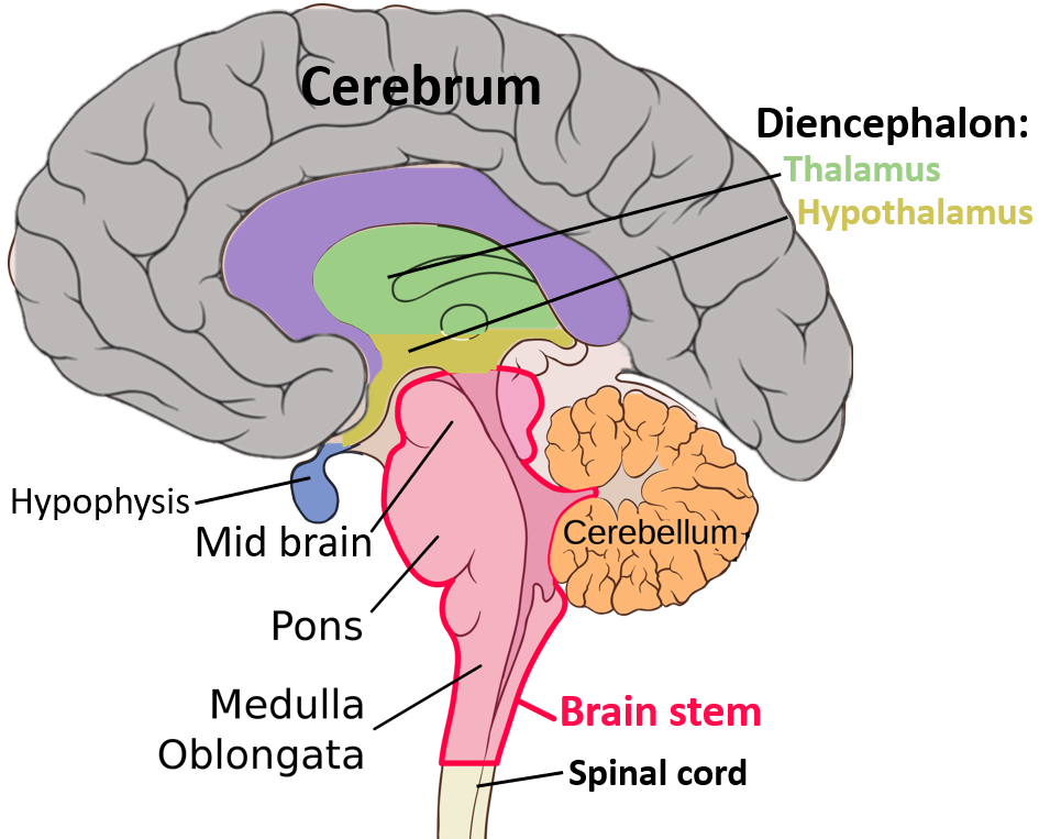 Basic structures of the brain highlighted.
