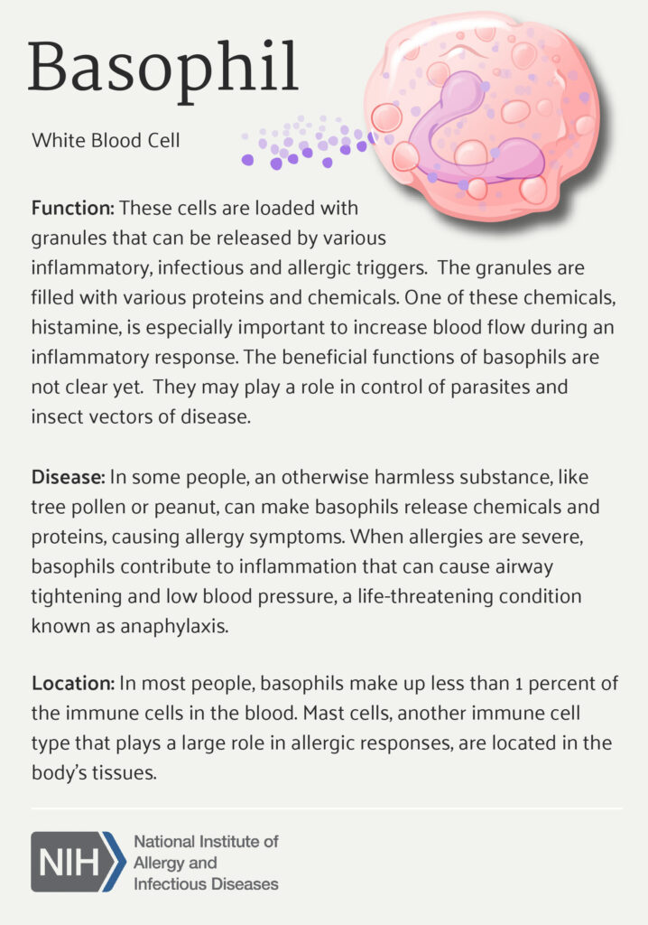 Description of basophil