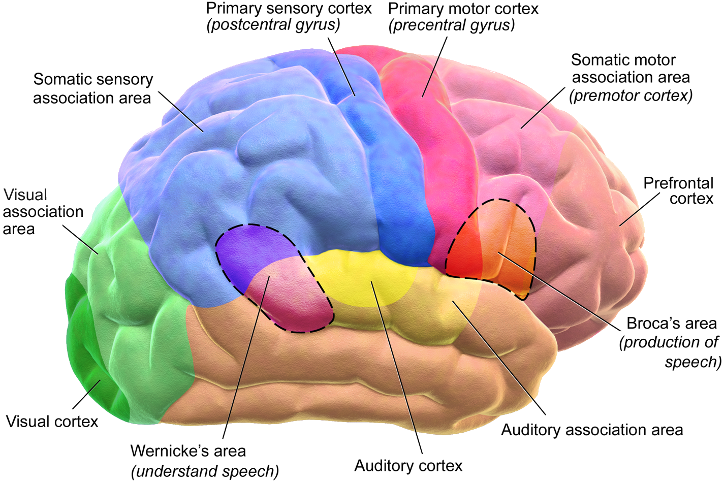 Brain Motor & Sensory.