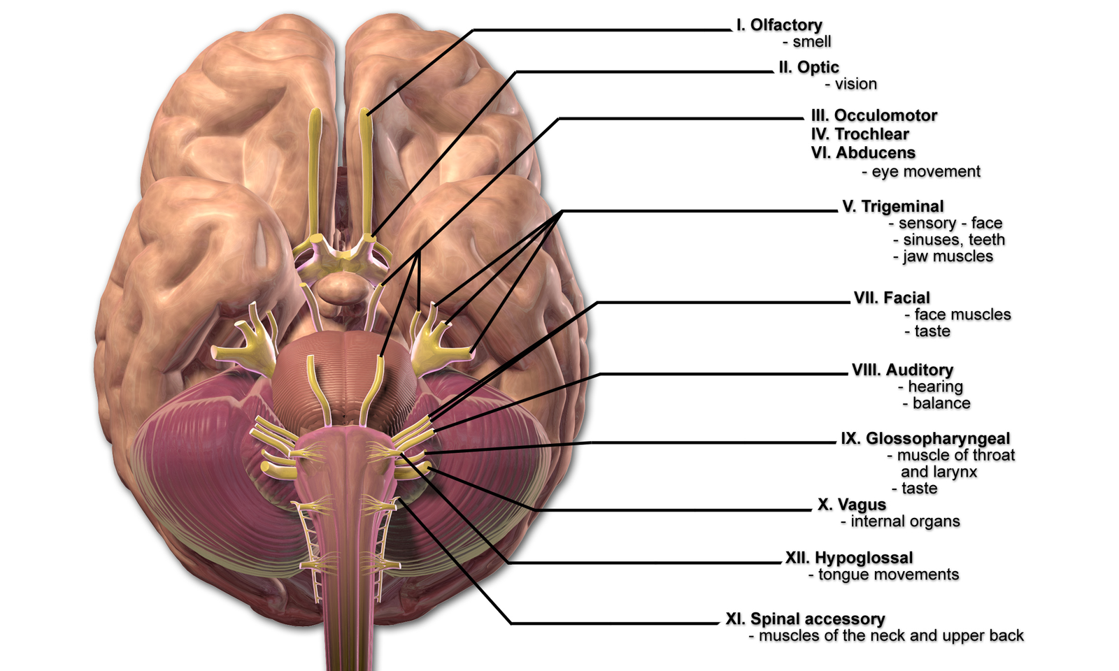 Cranial Nerves.