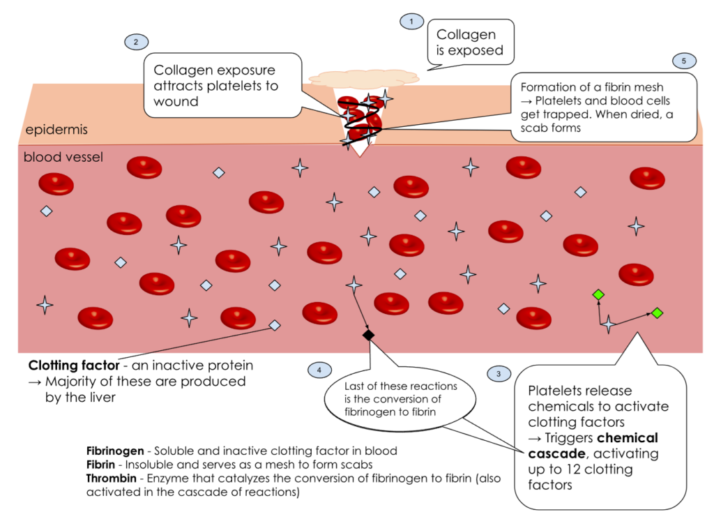 A basic diagram of the series of events that occur after a wound, starting with the attraction of platelets to the wound site, the cascade reactions, activation of clotting factors, and ending with the conversion of fibrinogen into fibrin and scab formation. (Note: Not all 13 clotting factors are explicitly pointed out; blue clotting factors are inactive, green are active, and black is the activated fibrinogen)