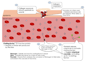 A basic diagram of the series of events that occur after a wound, starting with the attraction of platelets to the wound site, the cascade reactions, activation of clotting factors, and ending with the conversion of fibrinogen into fibrin and scab formation. (Note: Not all 13 clotting factors are explicitly pointed out; blue clotting factors are inactive, green are active, and black is the activated fibrinogen)