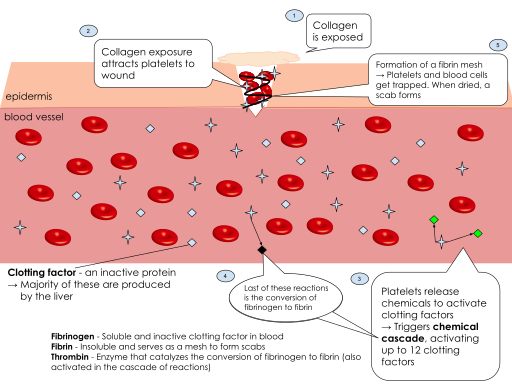 Basic diagram of the series of events that occur after a wound, starting with the attraction of platelets to the wound site, the cascade reactions, activation of clotting factors, and ending with the conversion of fibrinogen into fibrin and scab formation. (Note: Not all 13 clotting factors are explicitly pointed out; blue clotting factors are inactive, green are active, and black is the activated fibrinogen)
