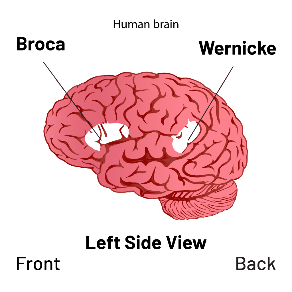 Brain - Broca's and Wernicke's area Diagram.
