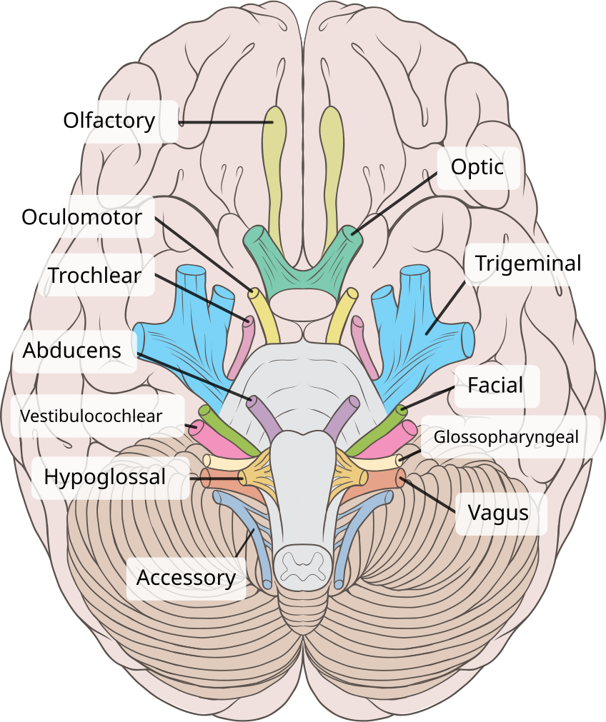 Brain human normal inferior view with labels.