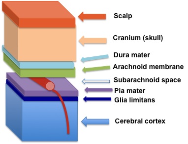 structure of the BRAIN