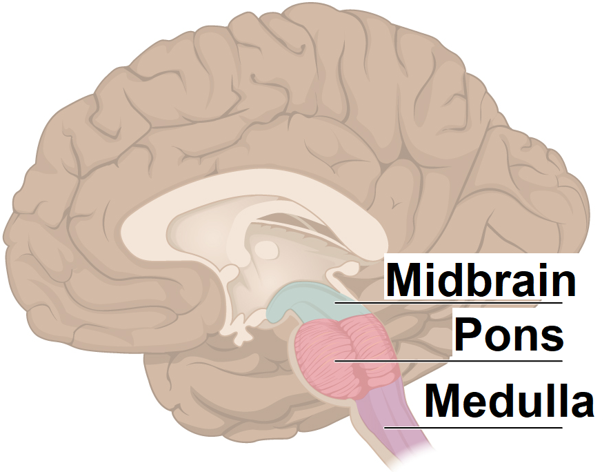 Brain Stem Parts