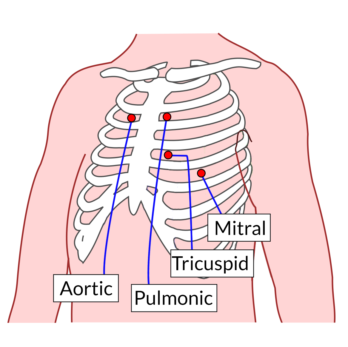 Cardiac Auscultation