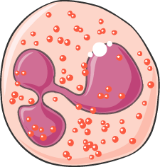 Example of a phagocyte: eosinophil