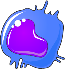 Example of phagocyte: monocyte