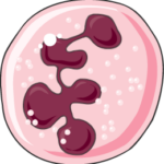 Neutrophil