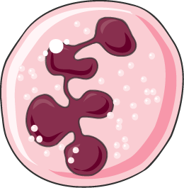 Example of a phagocyte: neutrophil