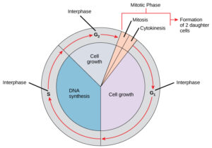 Cell Cycle: A cell moves through a series of phases in an orderly manner. During interphase, G1 involves cell growth and protein synthesis, the S phase involves DNA replication and the replication of the centrosome, and G2 involves further growth and protein synthesis. The mitotic phase follows interphase. Mitosis is nuclear division during which duplicated chromosomes are segregated and distributed into daughter nuclei. Usually the cell will divide after mitosis in a process called cytokinesis in which the cytoplasm is divided and two daughter cells are formed.