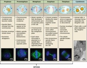 Animal cell mitosis is divided into five stages—prophase, prometaphase, metaphase, anaphase, and telophase—visualized here by light microscopy with fluorescence. Mitosis is usually accompanied by cytokinesis, shown here by a transmission electron microscope. (credit “diagrams”: modification of work by Mariana Ruiz Villareal; credit “mitosis micrographs”: modification of work by Roy van Heesbeen; credit “cytokinesis micrograph”: modification of work by the Wadsworth Center, NY State Department of Health; donated to the Wikimedia foundation; scale-bar data from Matt Russell)