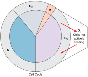 Cells that are not actively preparing to divide enter an alternate phase called G0. In some cases, this is a temporary condition until triggered to enter G1. In other cases, the cell will remain in G0 permanently.