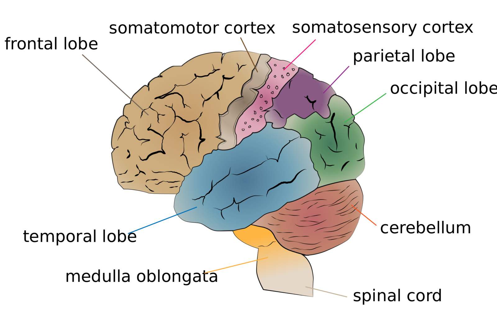 Cerebrum lobes.