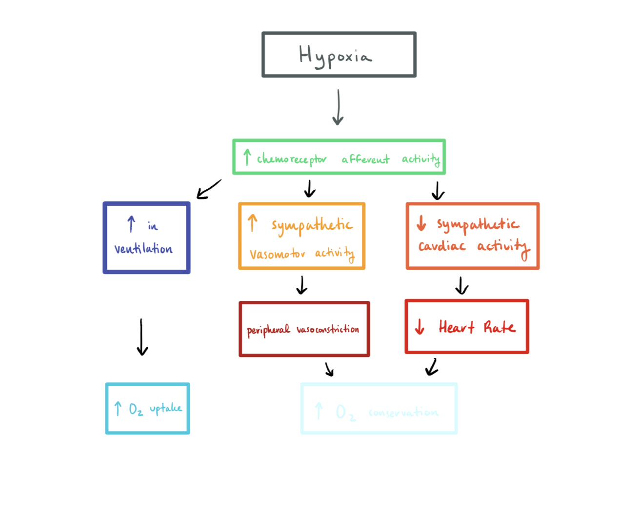 Chemoreceptor Reflex