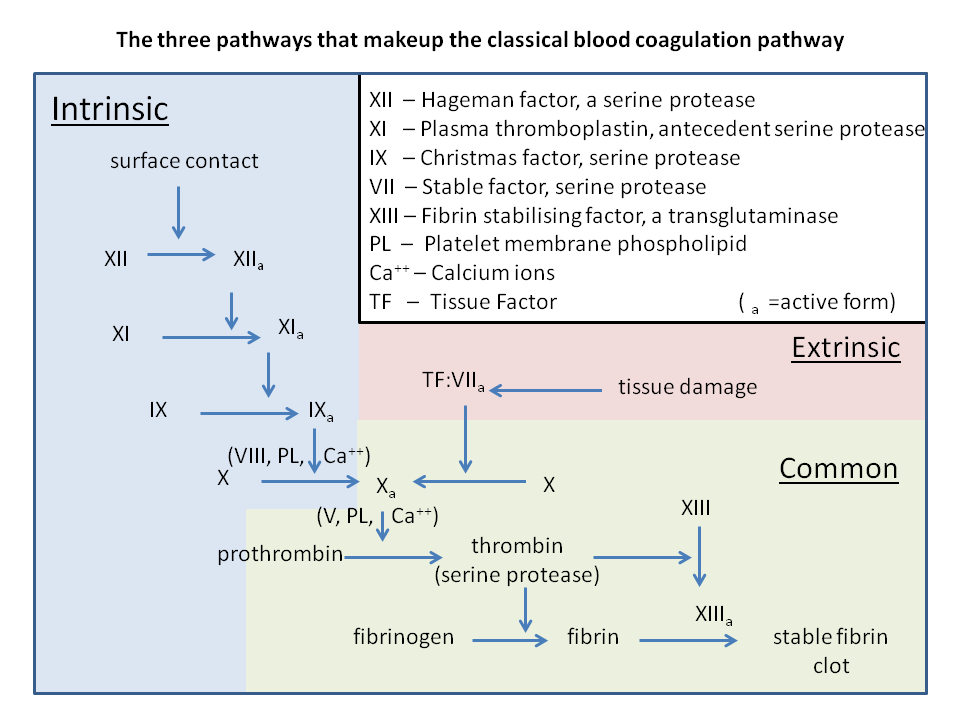Extrinsic and Intrinsic pathways of blood coagulation