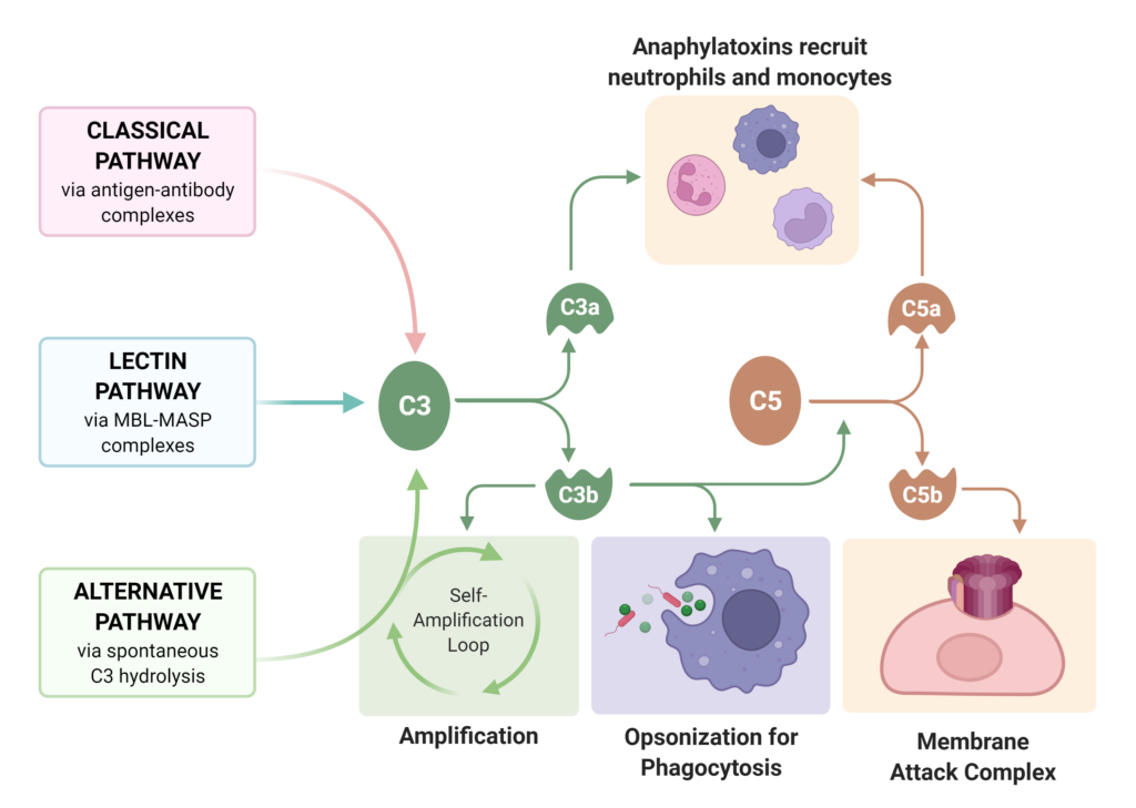 Roles of complement cascade in innate immunity