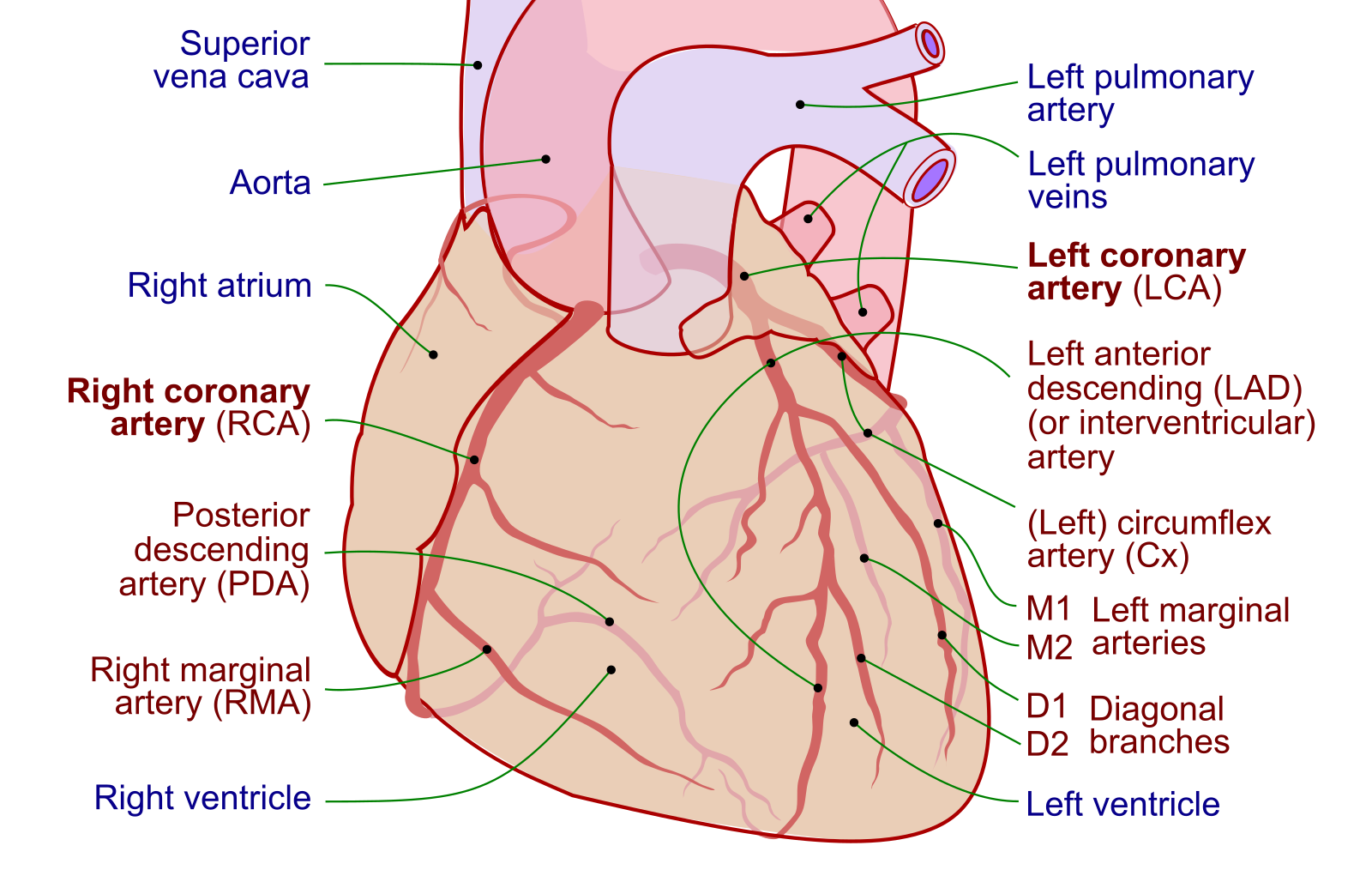 Coronary Arteries
