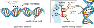 DNA Mutation by both Ionizing and Non-ionizing Radiation