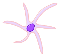 Example of a phagocyte: dendritic cell