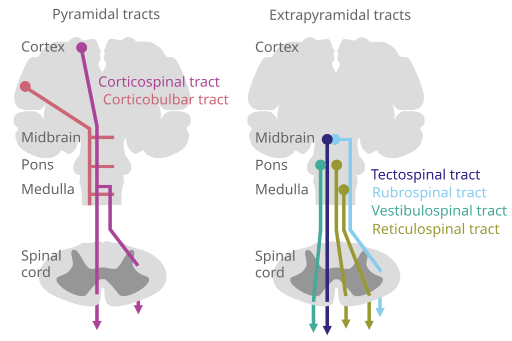 Descending pathways in mammals.