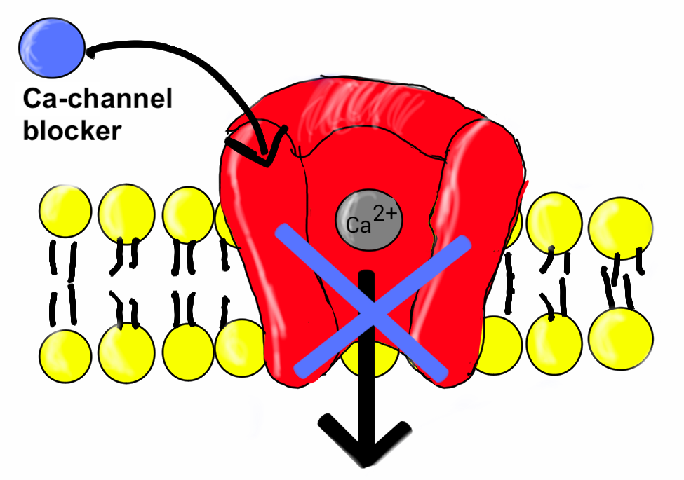 Ca-channel blocker
