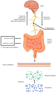 Microbiota-gut-brain axis.