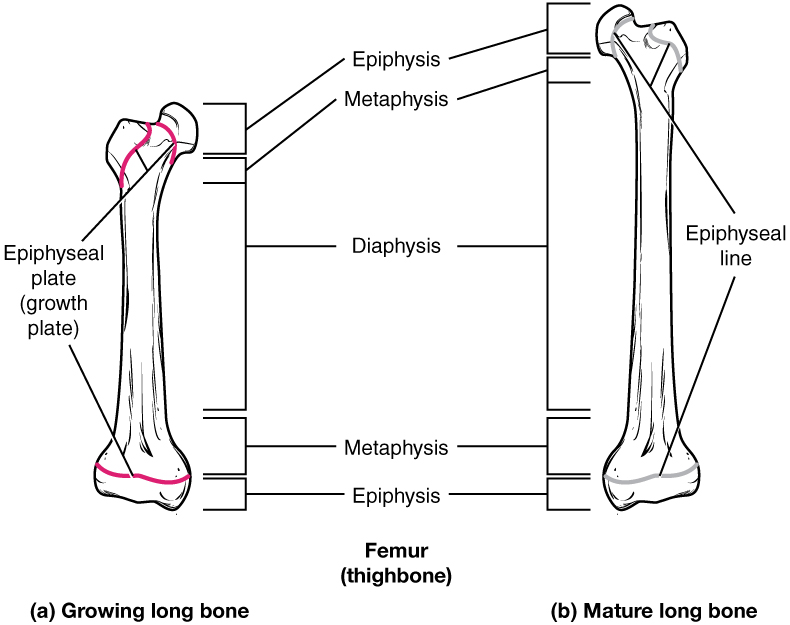 Epiphyseal plate