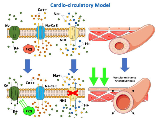 Effects of SGLT2-i on the cardio-circulatory model.