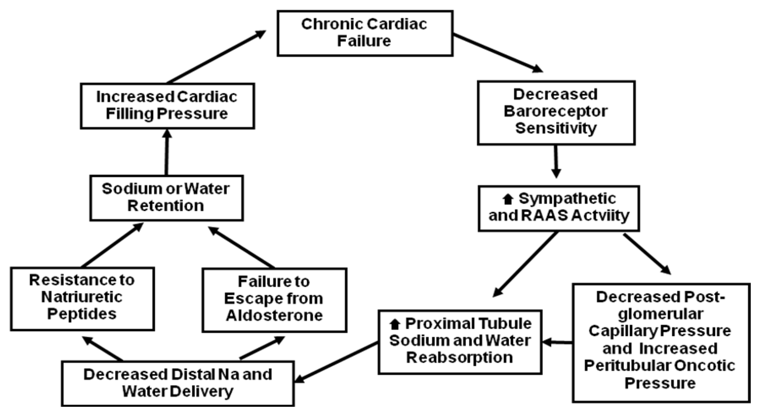 Vicious cycle of sodium and water retention in chronic heart failure