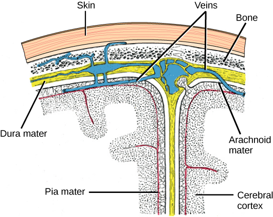 Meninges