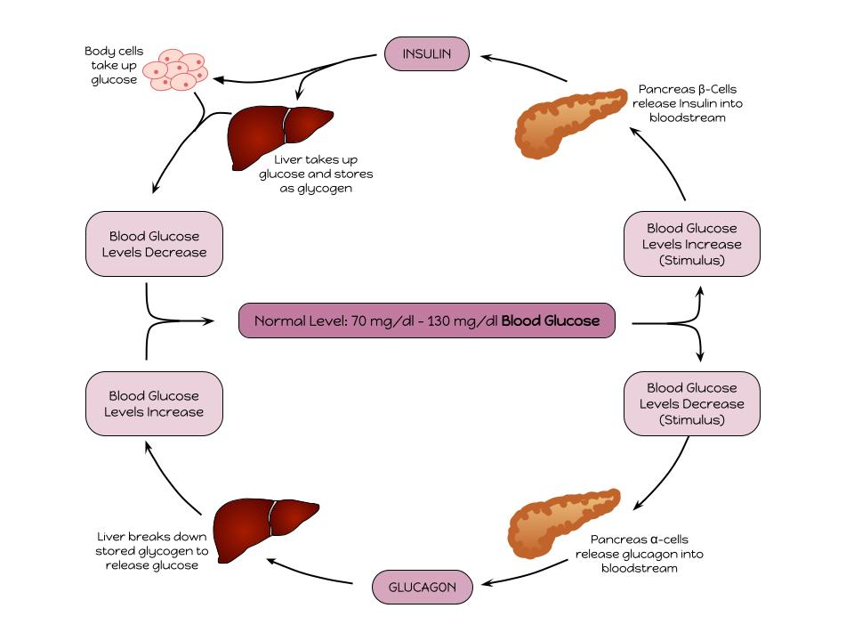 Example of homeostasis in the body