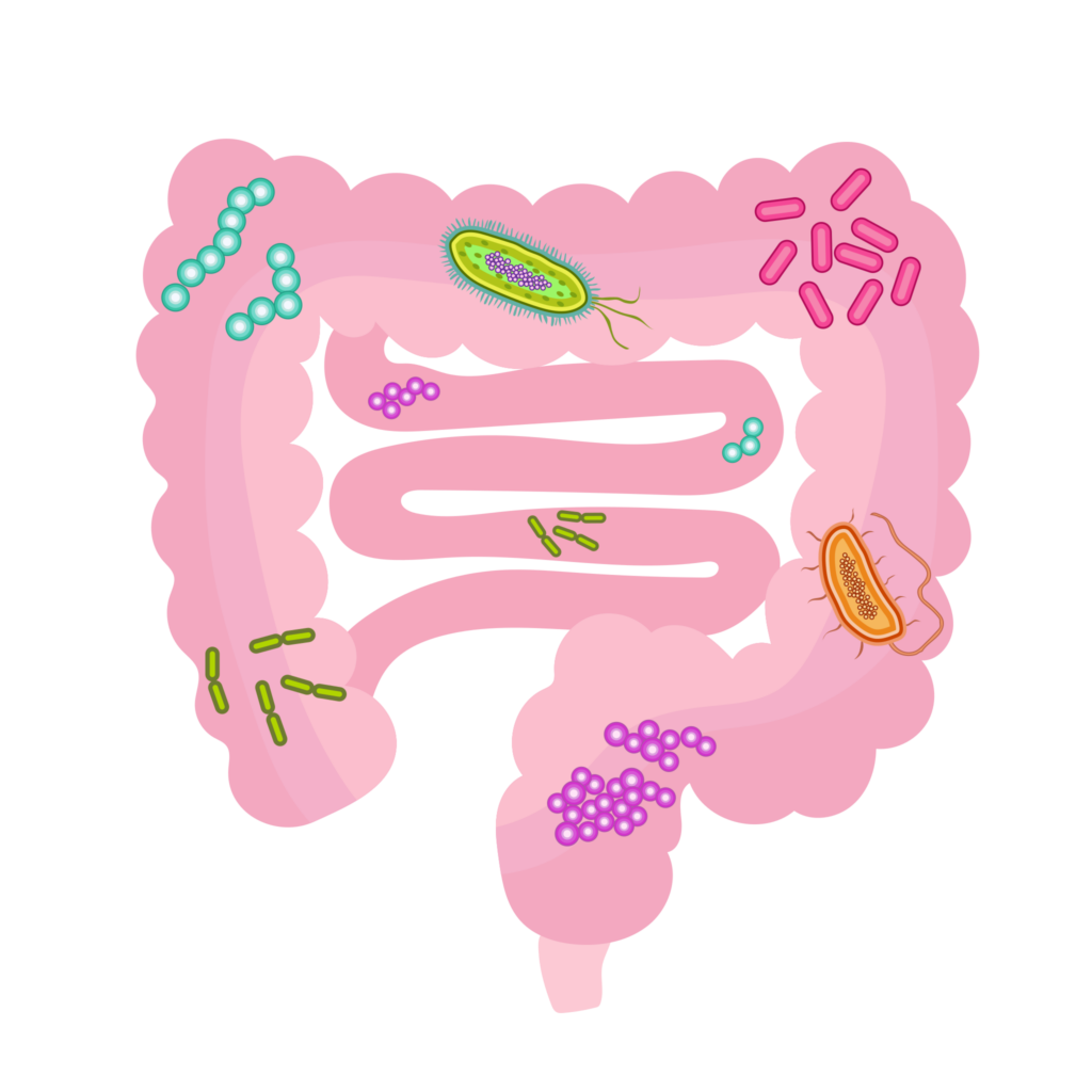 Normal flora are microorganisms (bacteria, fungi, protozoa, and viruses) that naturally inhabit the human body. These microorganisms have a range of roles throughout the body. For example, gut microbiota (which consists of a complex and highly diverse community) help absorb nutrients and fight off infection.