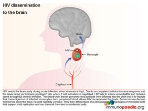 HIV dissemination to the brain.