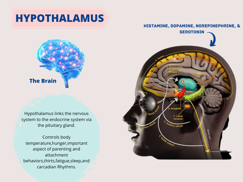 Hypothalamus