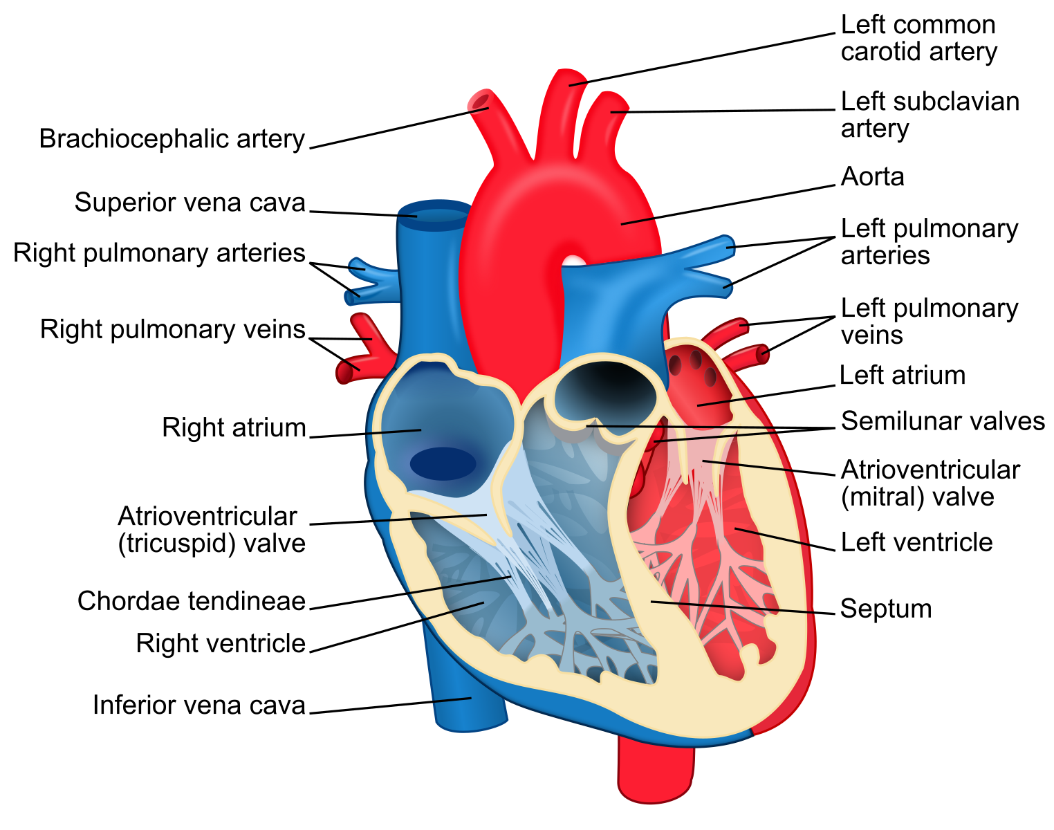 Anatomy of the Human Heart: A Comprehensive Diagram