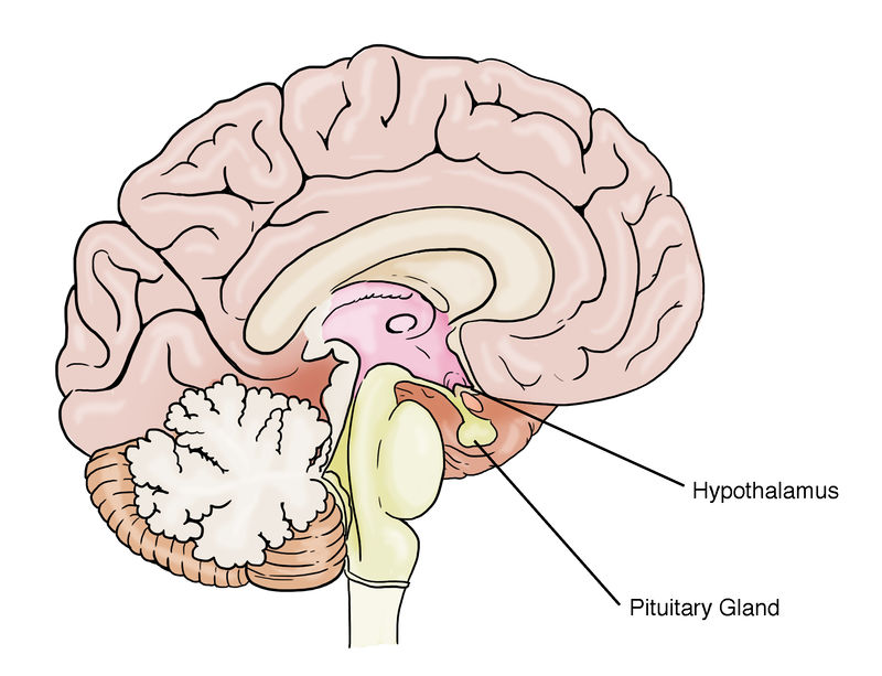 Location of hypothalamus and pituitary gland.